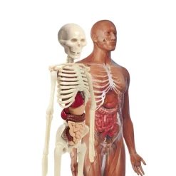 CLEMENTONI Juegos Y Juguetes Educativos|Laboratorio de Anatomía